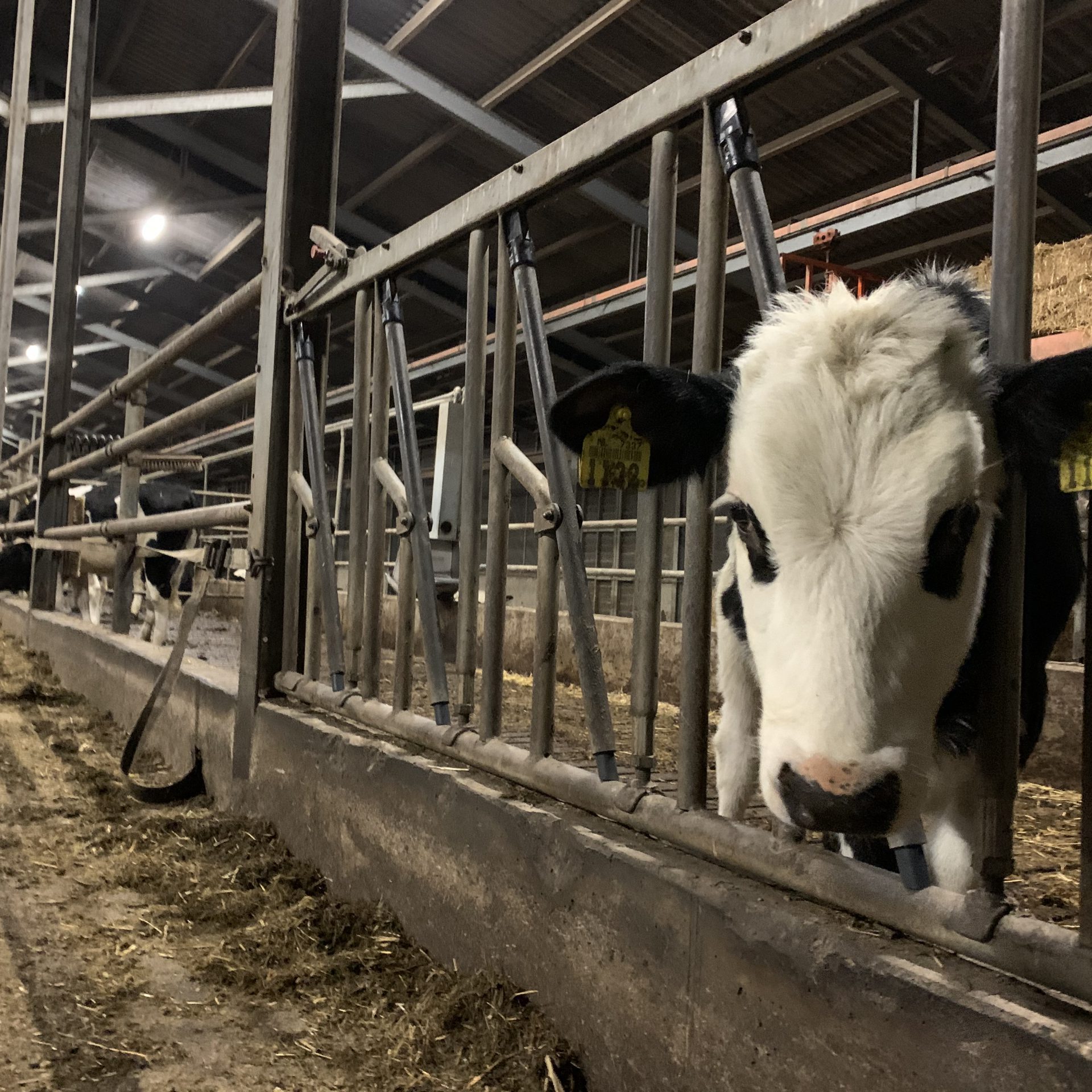 Led armaturen in de koeienstal