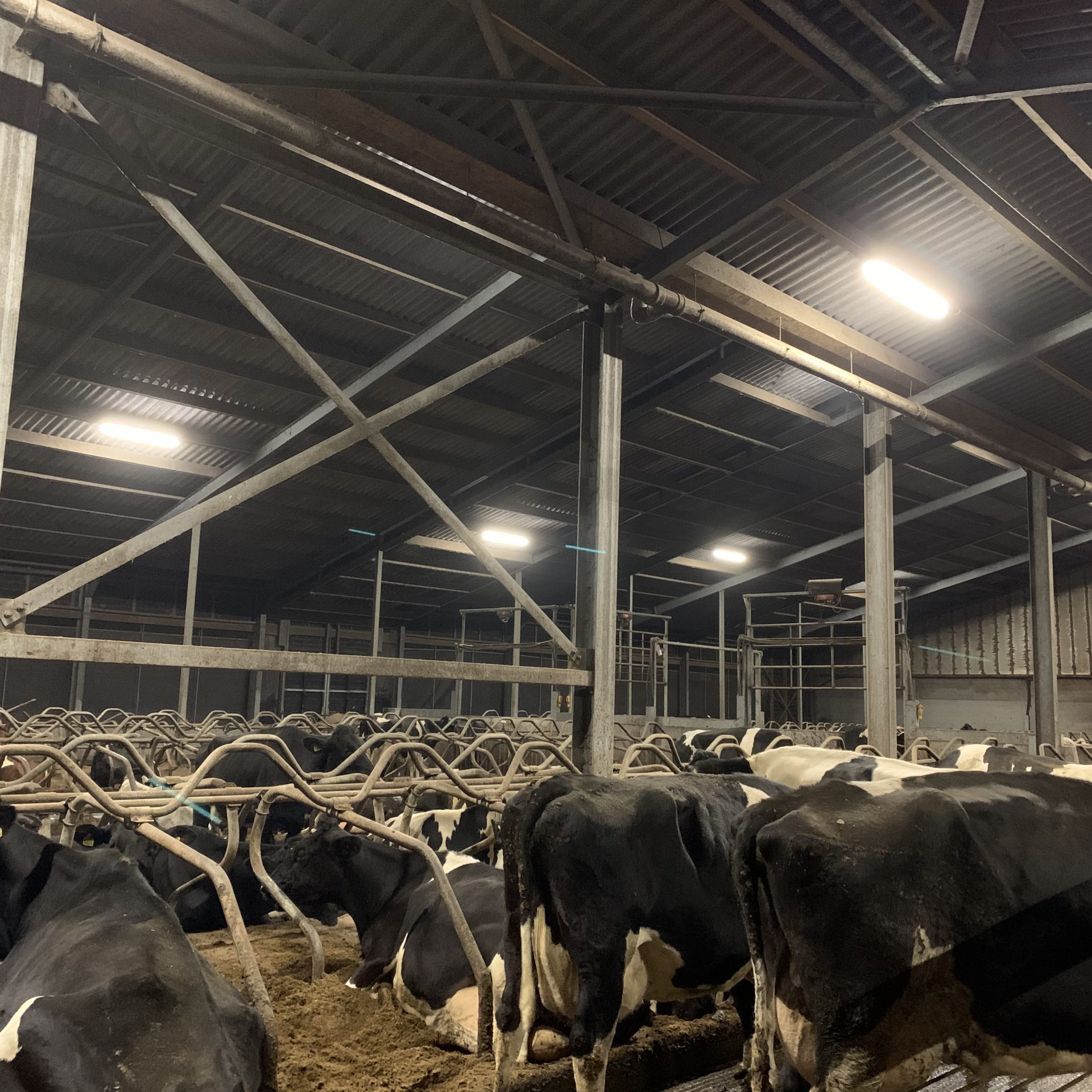 Led verlichting voor een melkveehouderij