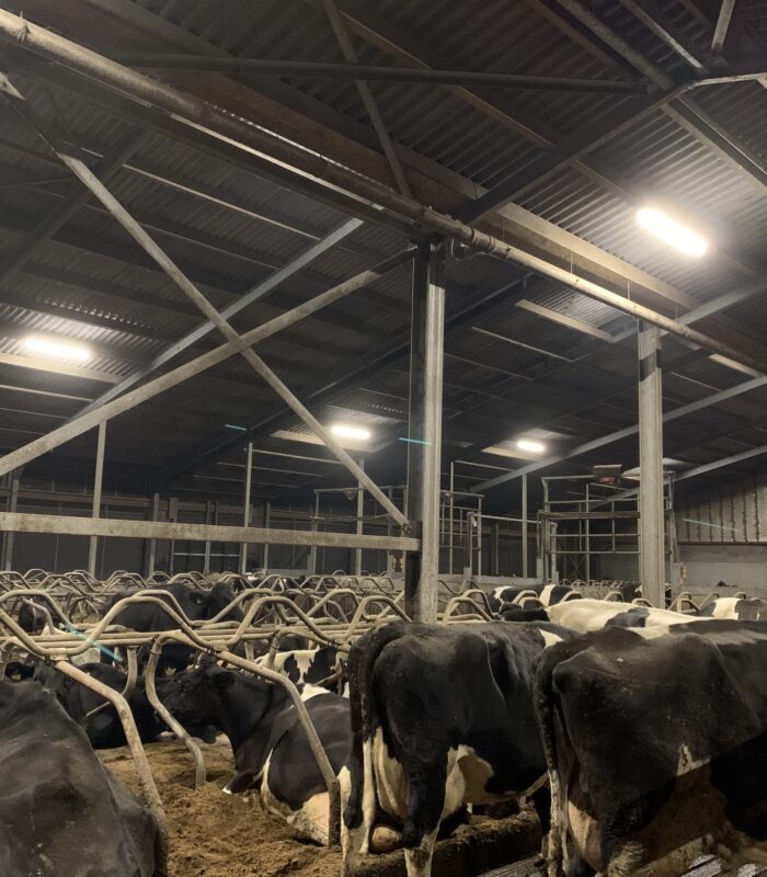 Led verlichting voor een melkveehouderij
