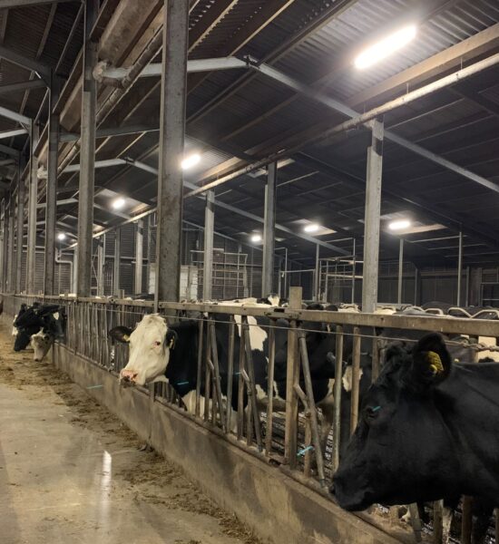 LED Stalverlichting: Efficiënt en Duurzaam voor uw Boerderij