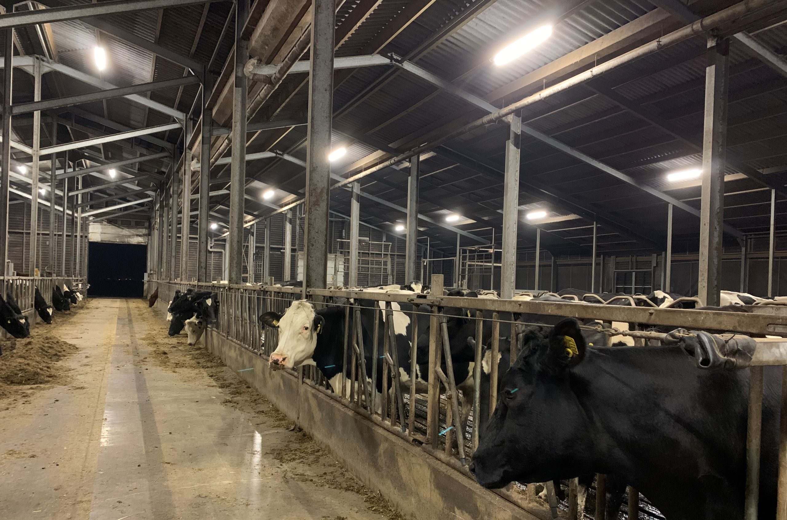 Stalverlichting: Efficiënt en Duurzaam voor uw Boerderij