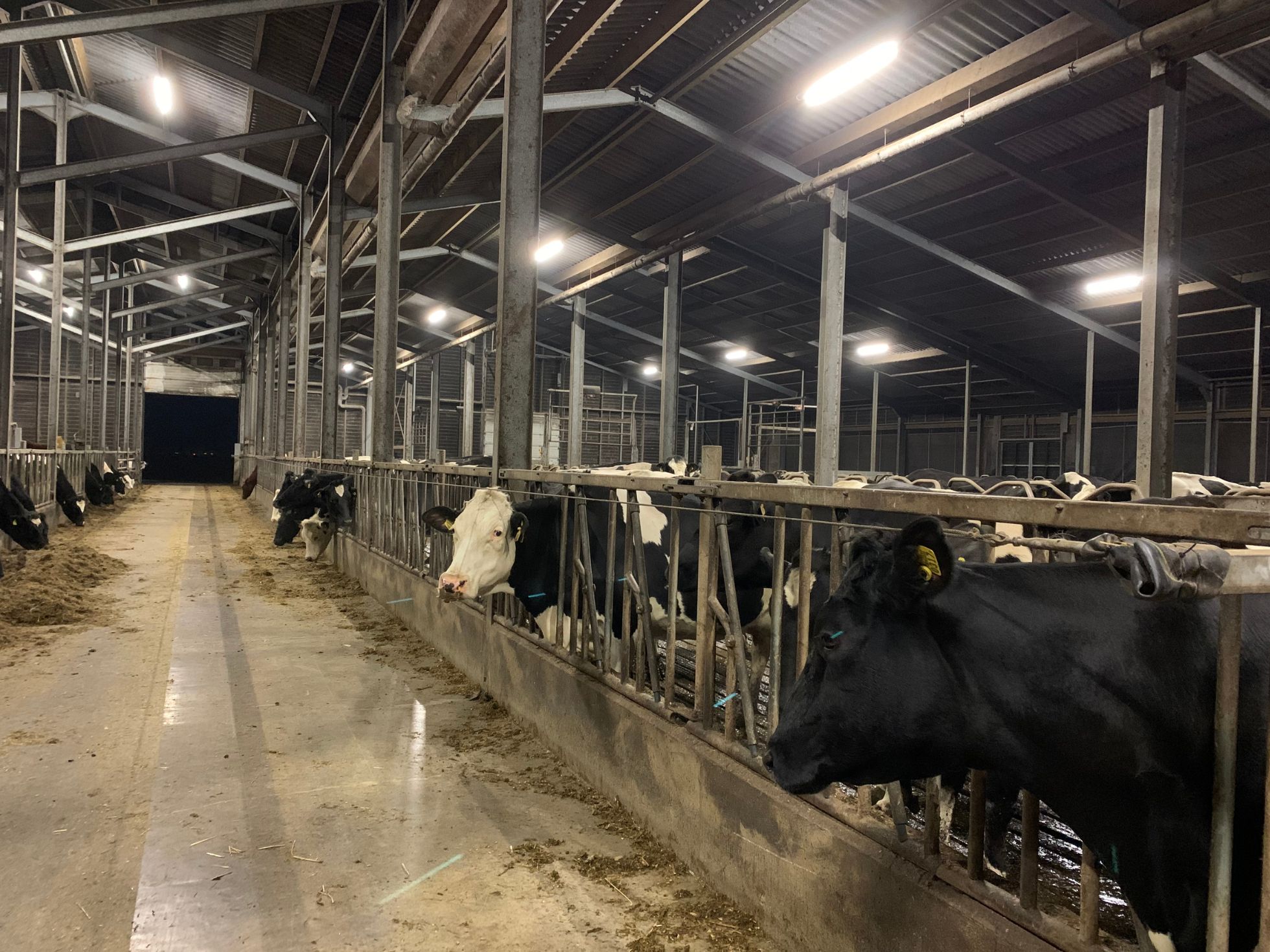 LED Stalverlichting boerderij
